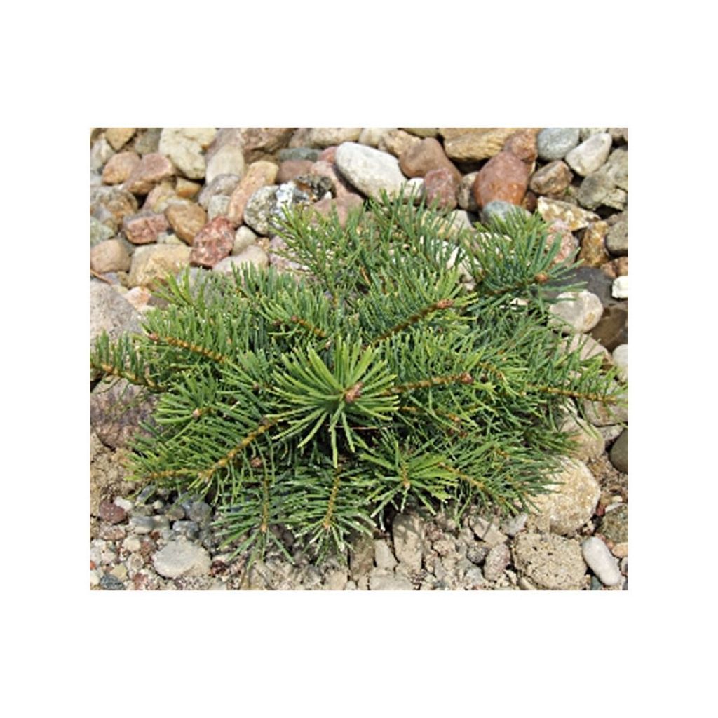 Picea abies Eagle Point
