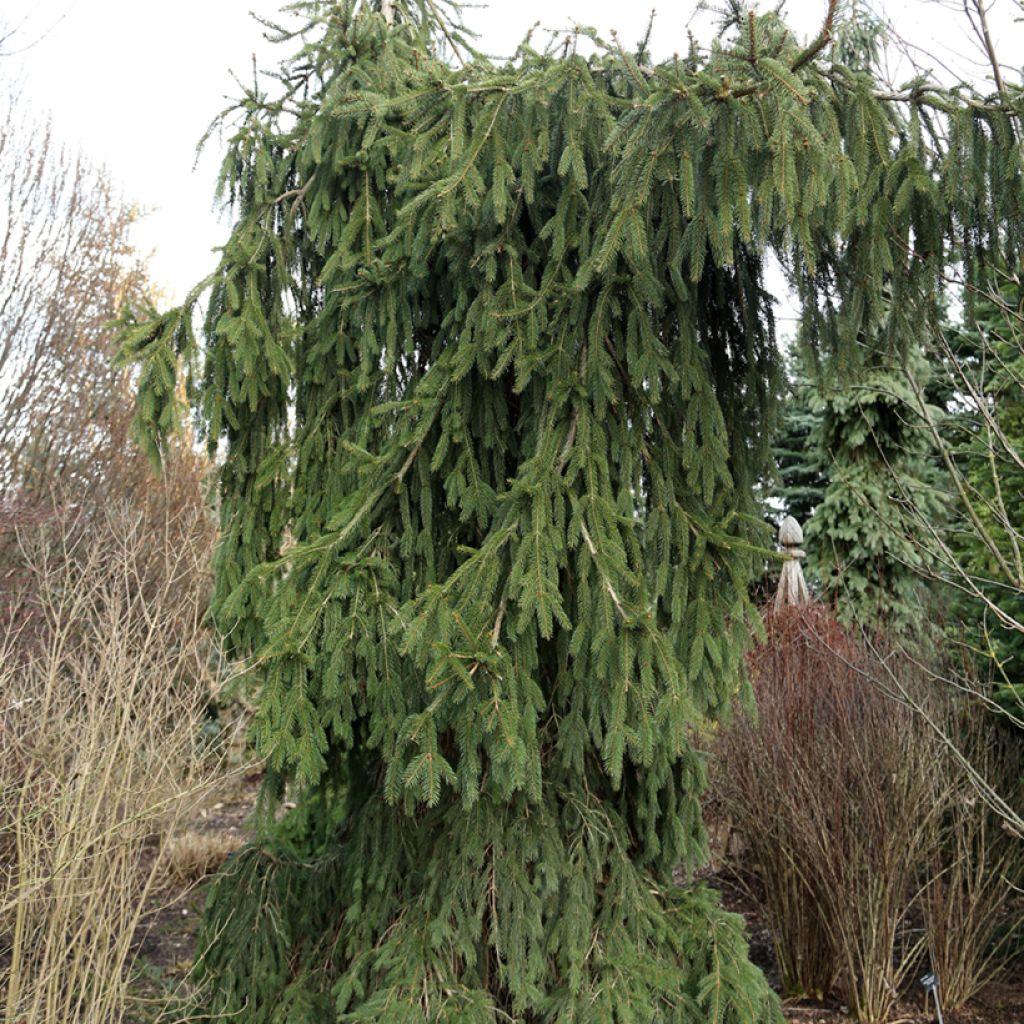 Picea abies Wartburg