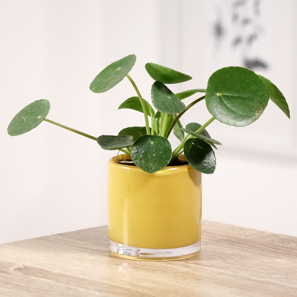Ufo-pflanze - Pilea peperomioides