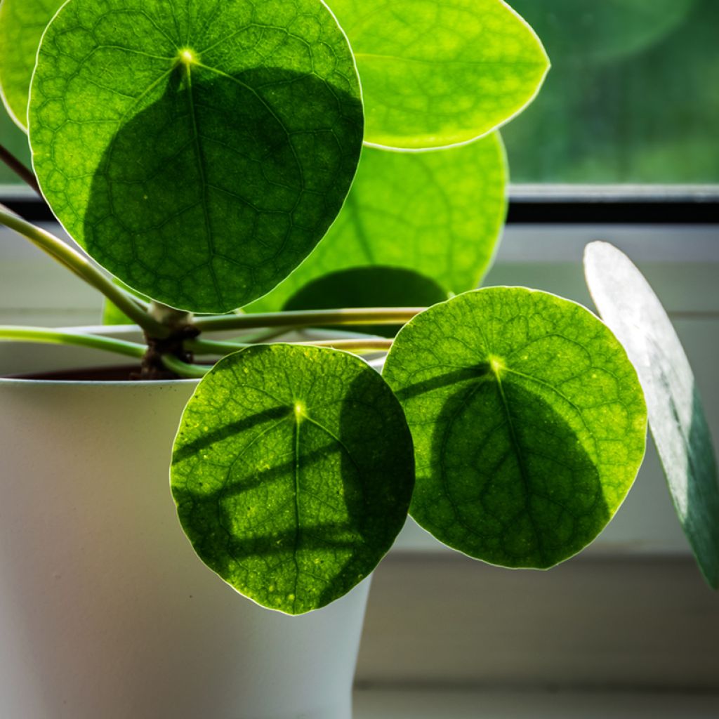 Ufo-pflanze - Pilea peperomioides