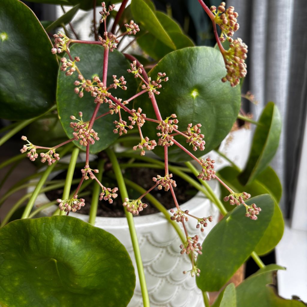 Ufo-pflanze - Pilea peperomioides