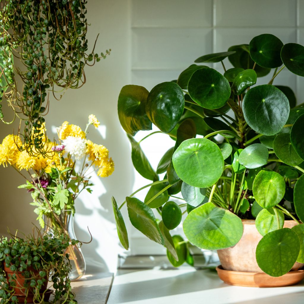 Ufo-pflanze - Pilea peperomioides