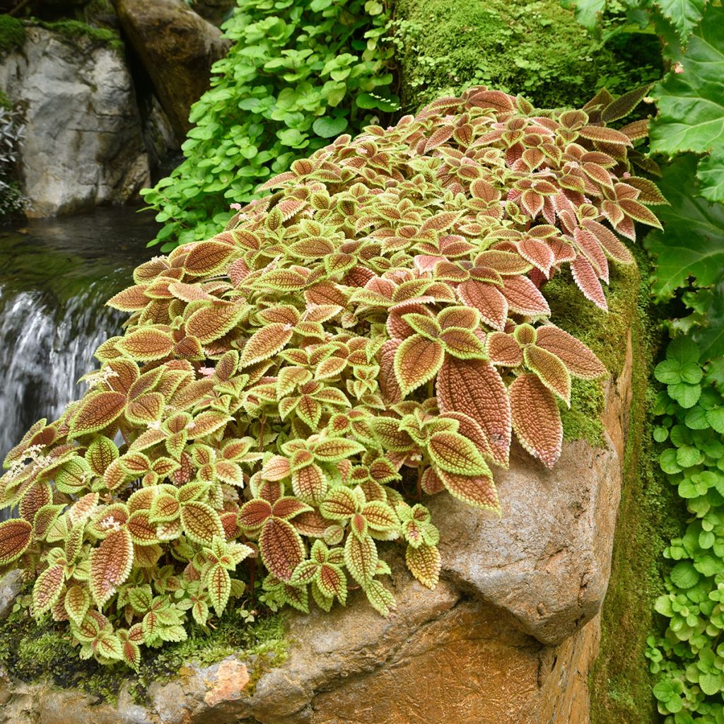 Pilea Moon Valley - Ufopflanze