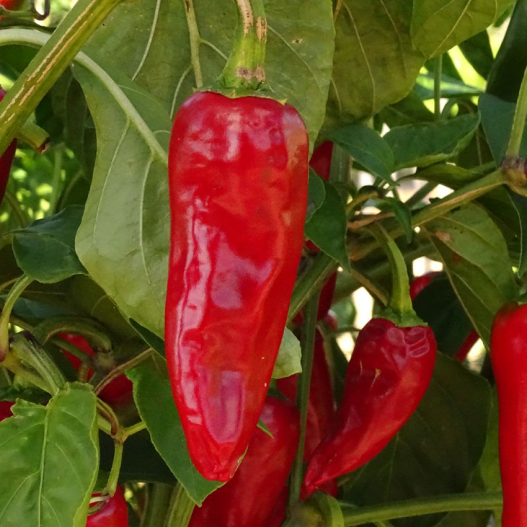 Chili Gorria Bio