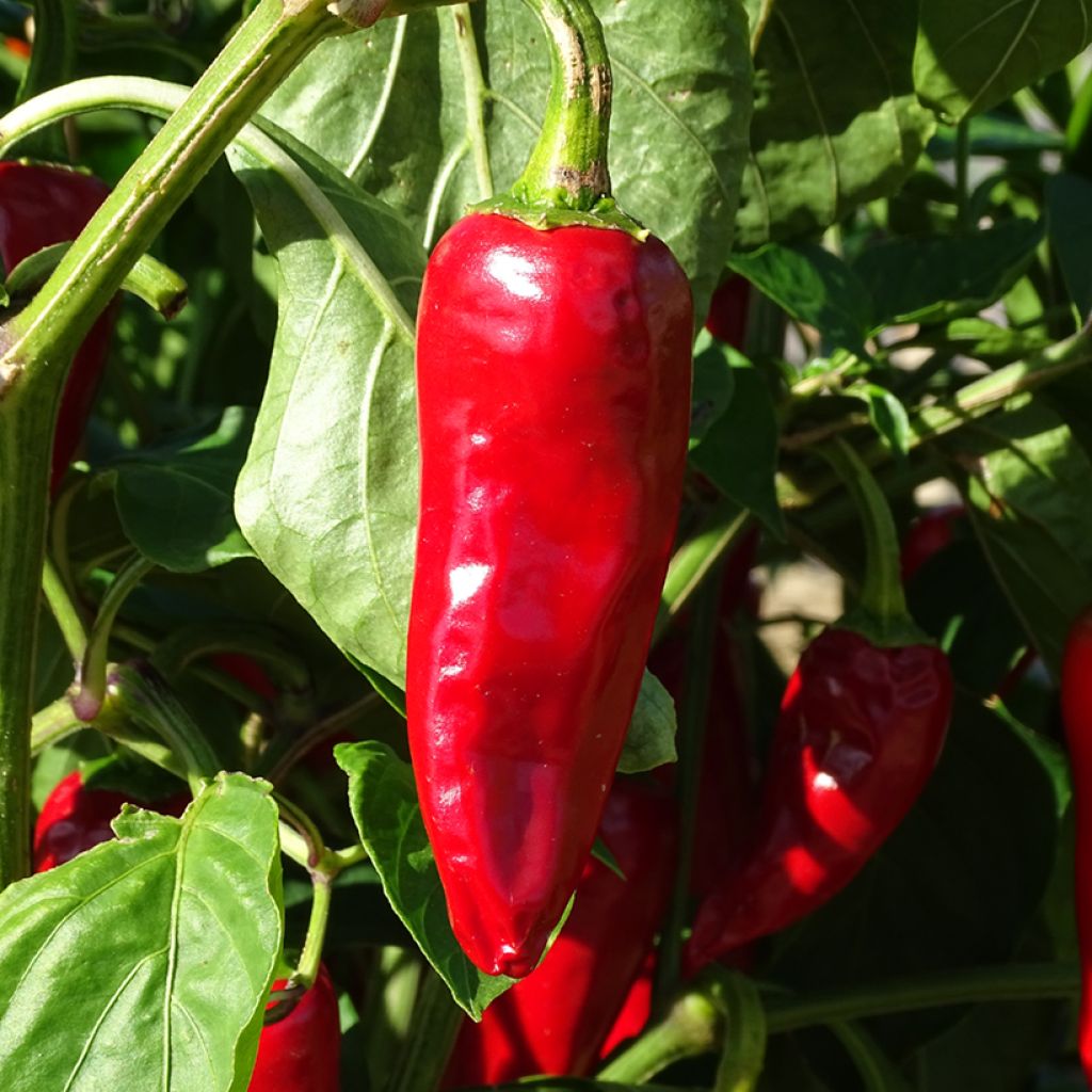 Chili Gorria Bio