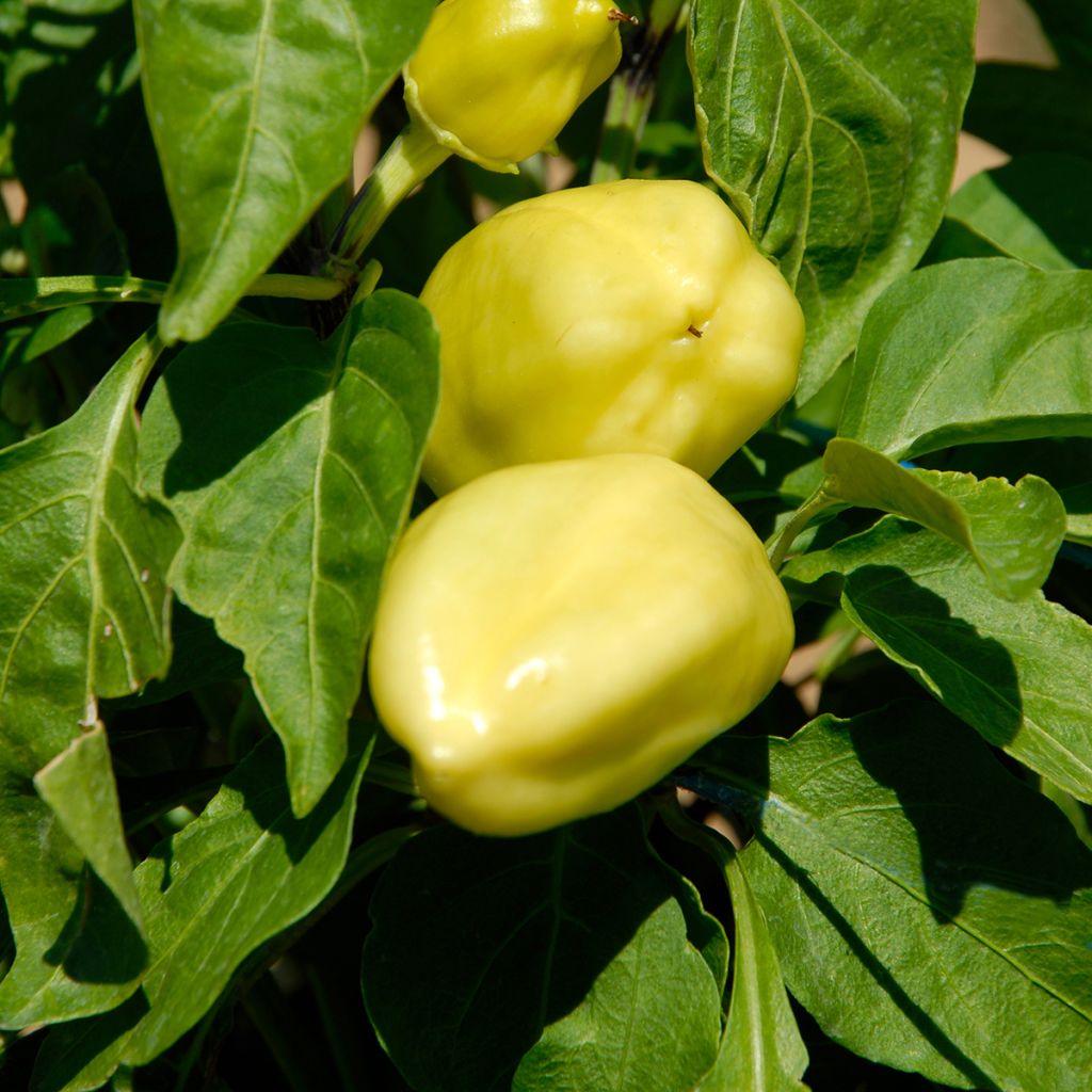 Paprika Petit Marseillais