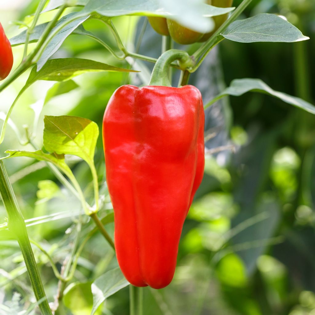 Spanisch Chili-Pfeffer Doux d'Espagne