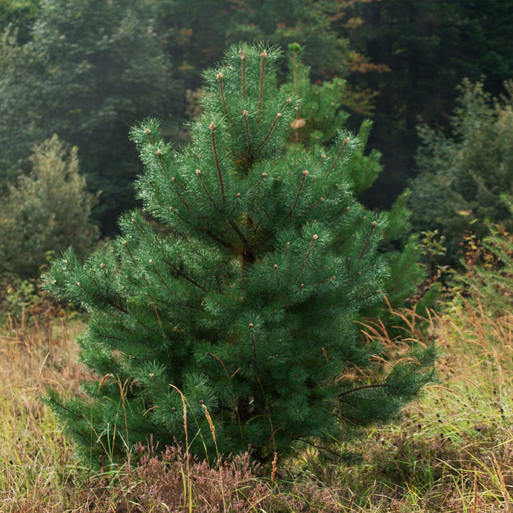 Pinus sylvestris Norska - Wald-Kiefer
