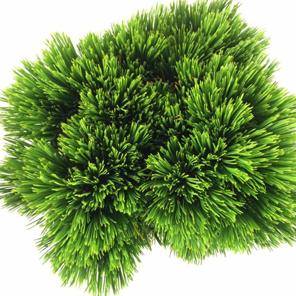 Pinus heldreichii Schmidtii - Pin de Bosnie