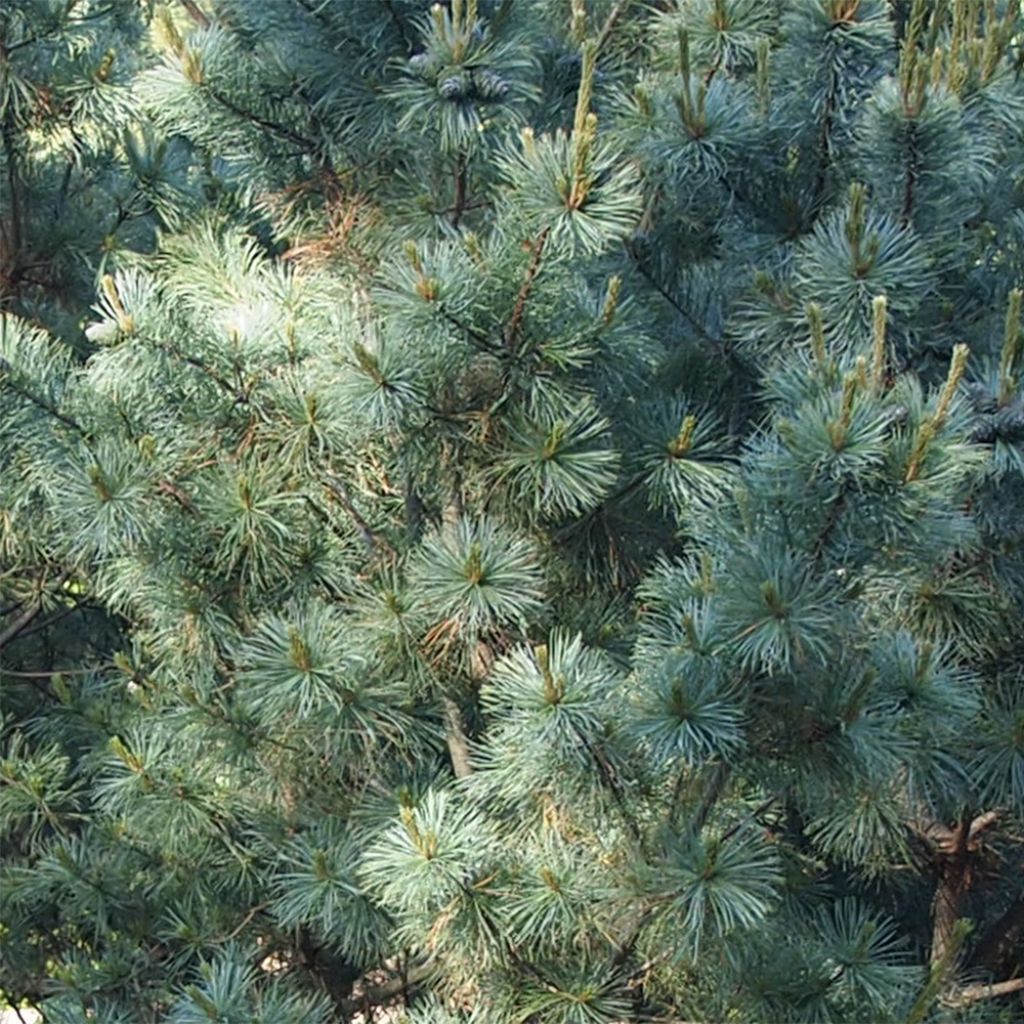 Pinus parviflora Bergman - Pin blanc du Japon