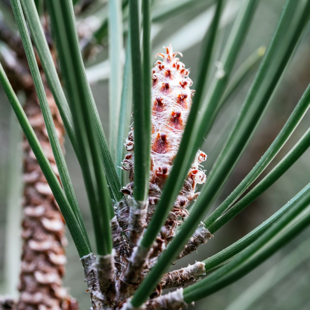 Pinus strobus Radiata - Weymouths-Kiefer