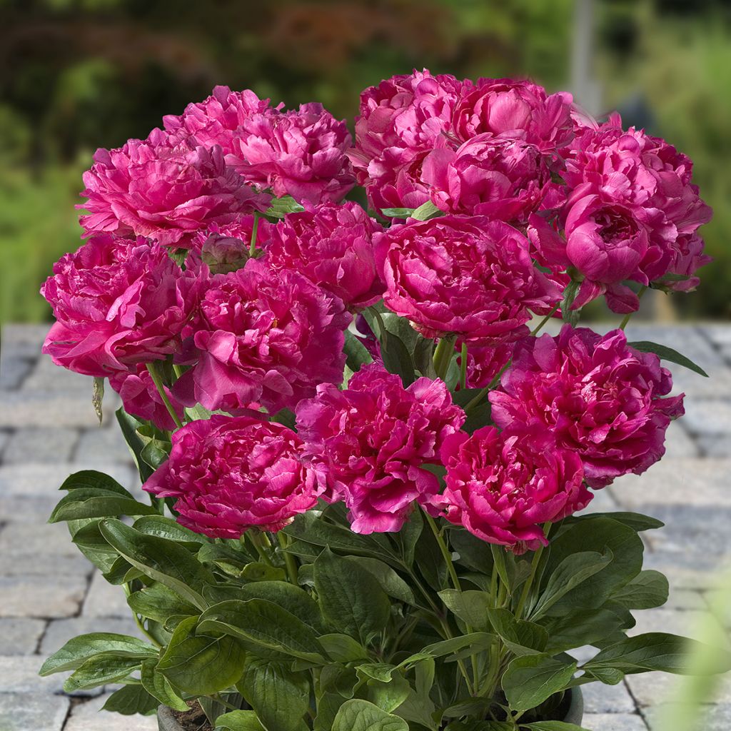Paeonia Patio Peony London - Zwerg Edel-Pfingstrosen
