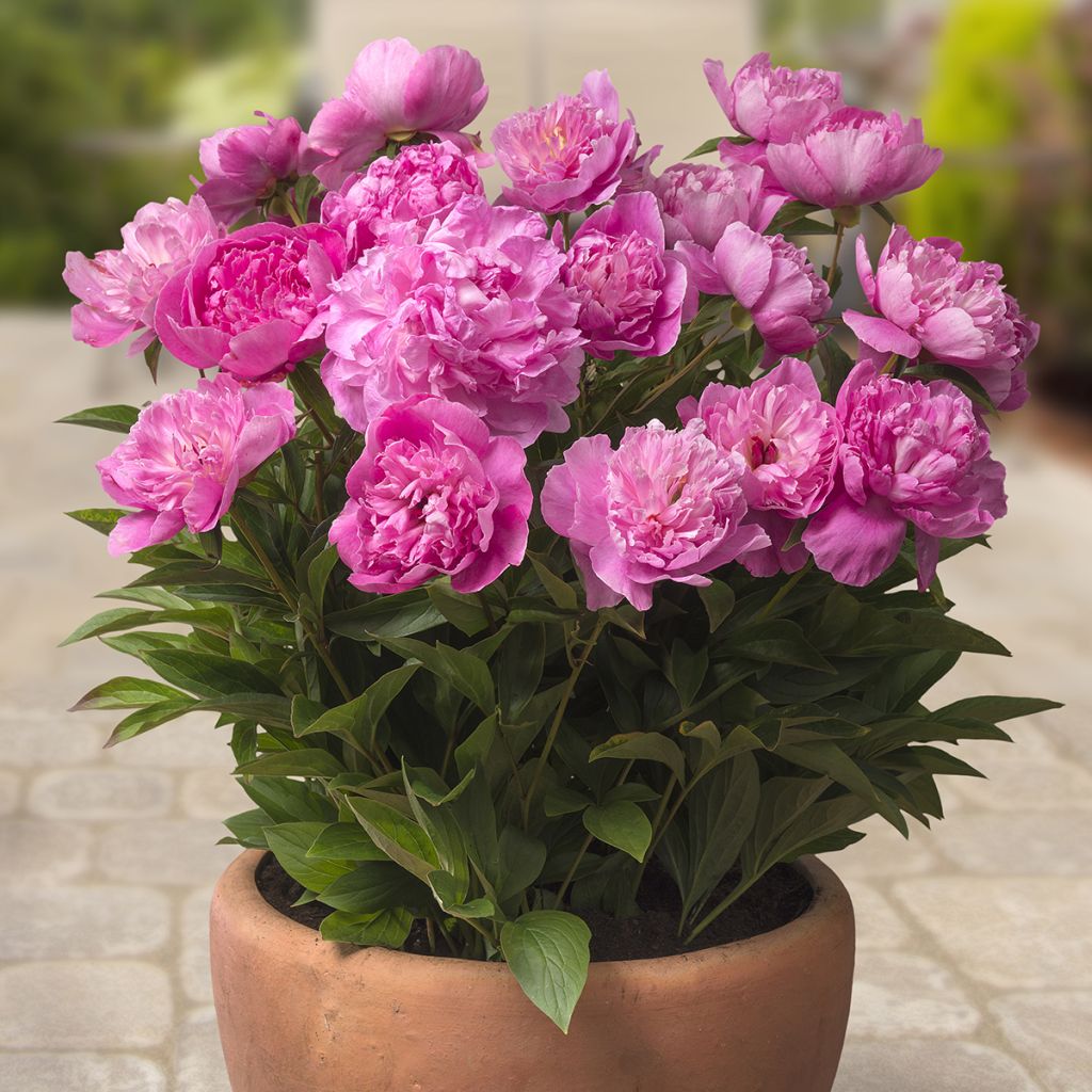 Paeonia Patio Peony Rome - Zwerg Edel-Pfingstrosen