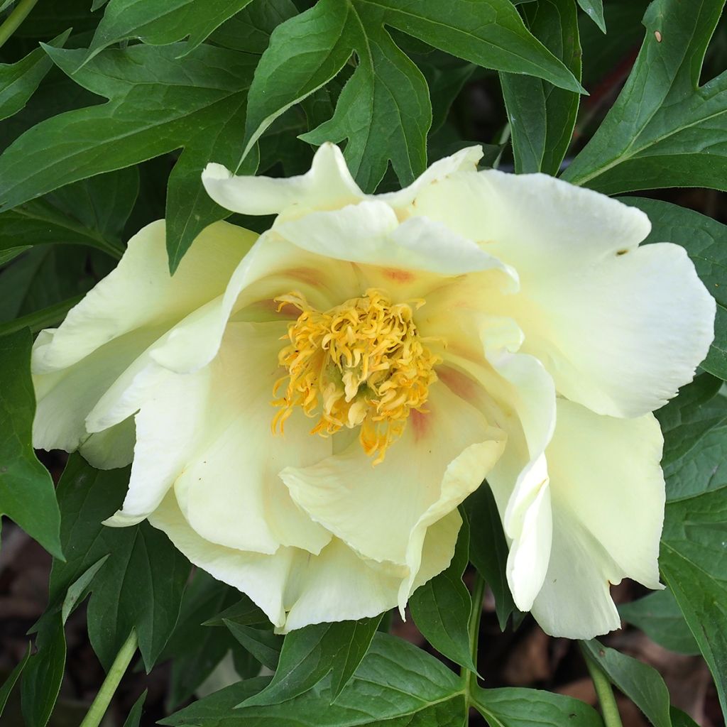 Pivoine itoh Viking Full Moon