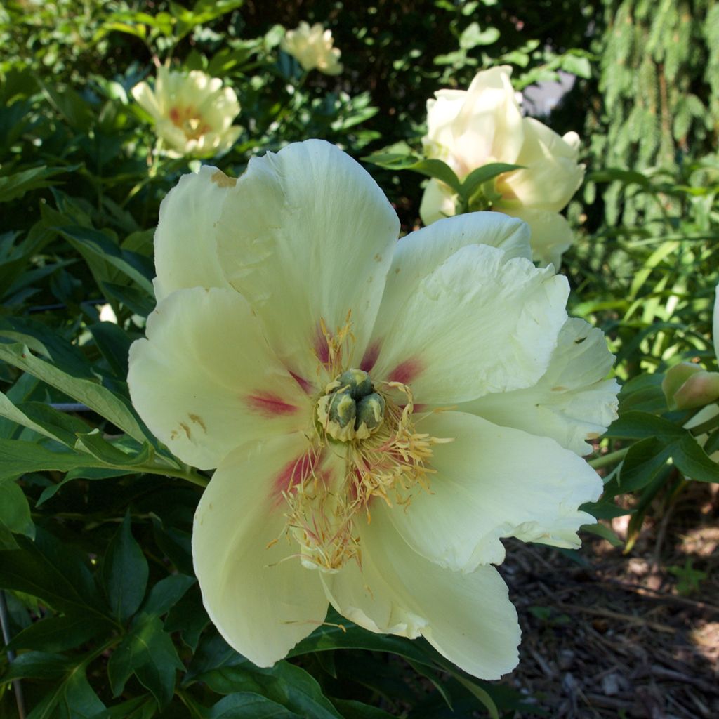 Pivoine itoh Viking Full Moon