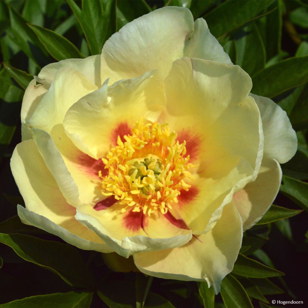 Pivoine itoh Viking Full Moon
