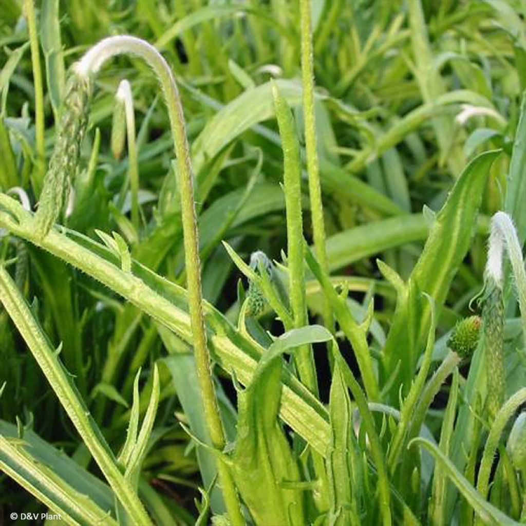 Plantago coronopus - Schlitzblatt-Wegerich