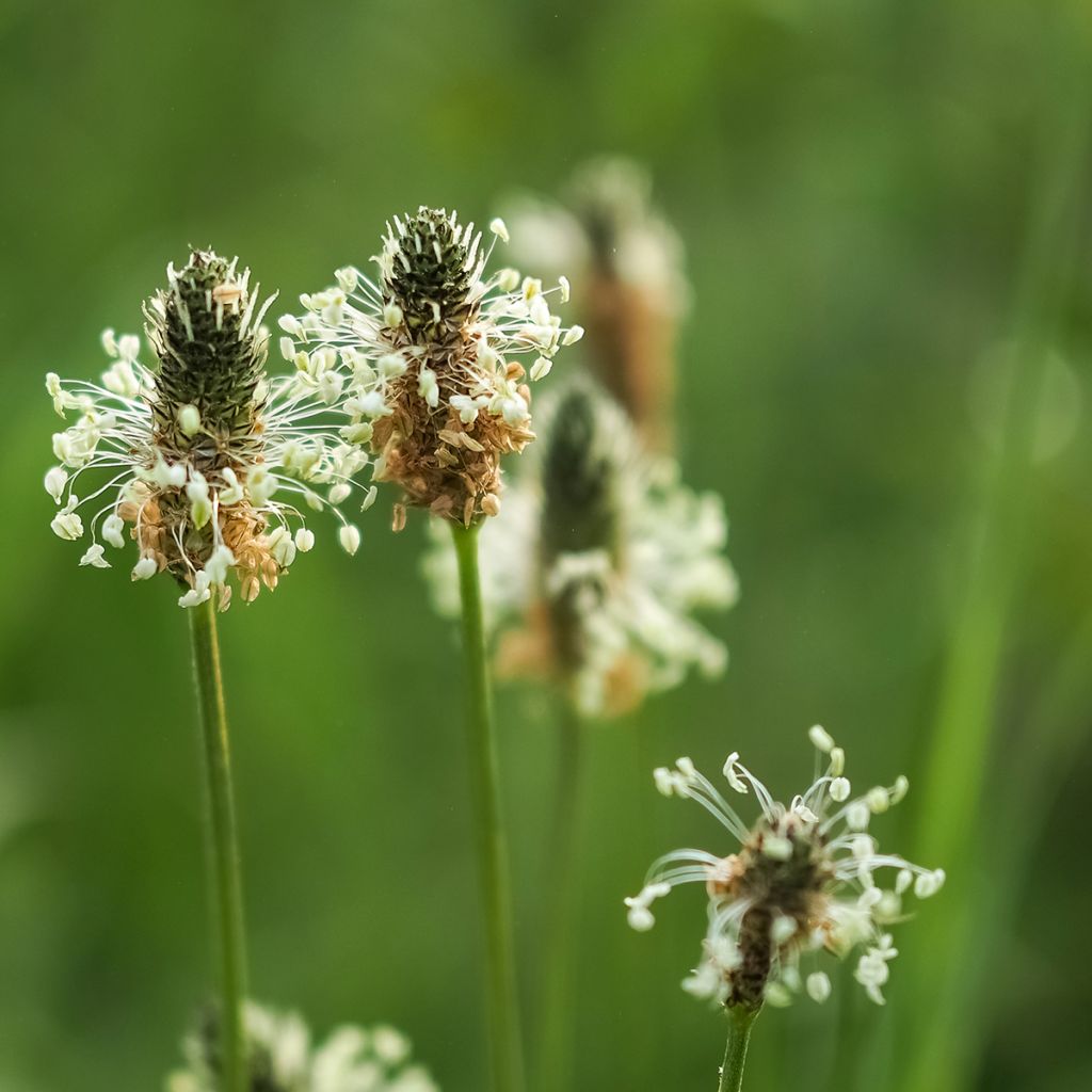 Spitz-Wegerich Bio - Ferme de Sainte Marthe - Plantago lanceolata