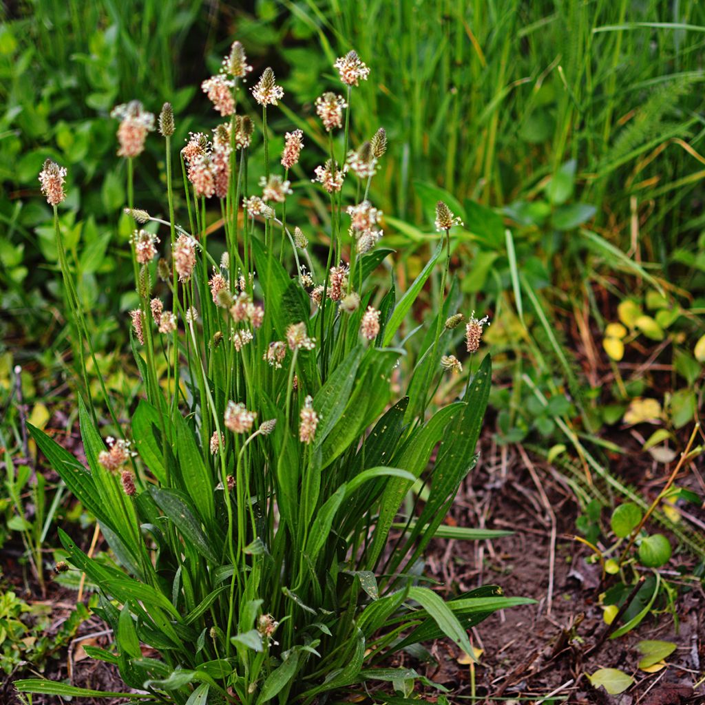 Spitz-Wegerich Bio - Ferme de Sainte Marthe - Plantago lanceolata