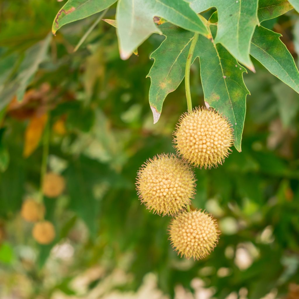 Platanus orientalis - Morgenländische Platane