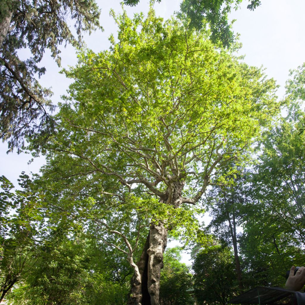 Platanus orientalis - Morgenländische Platane