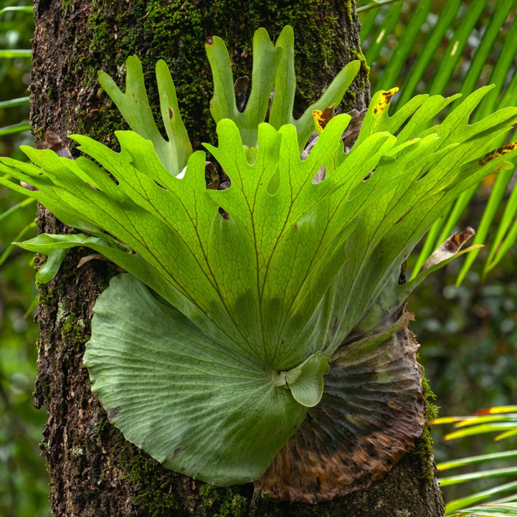 Geweihfarn - Platycerium alcicorne