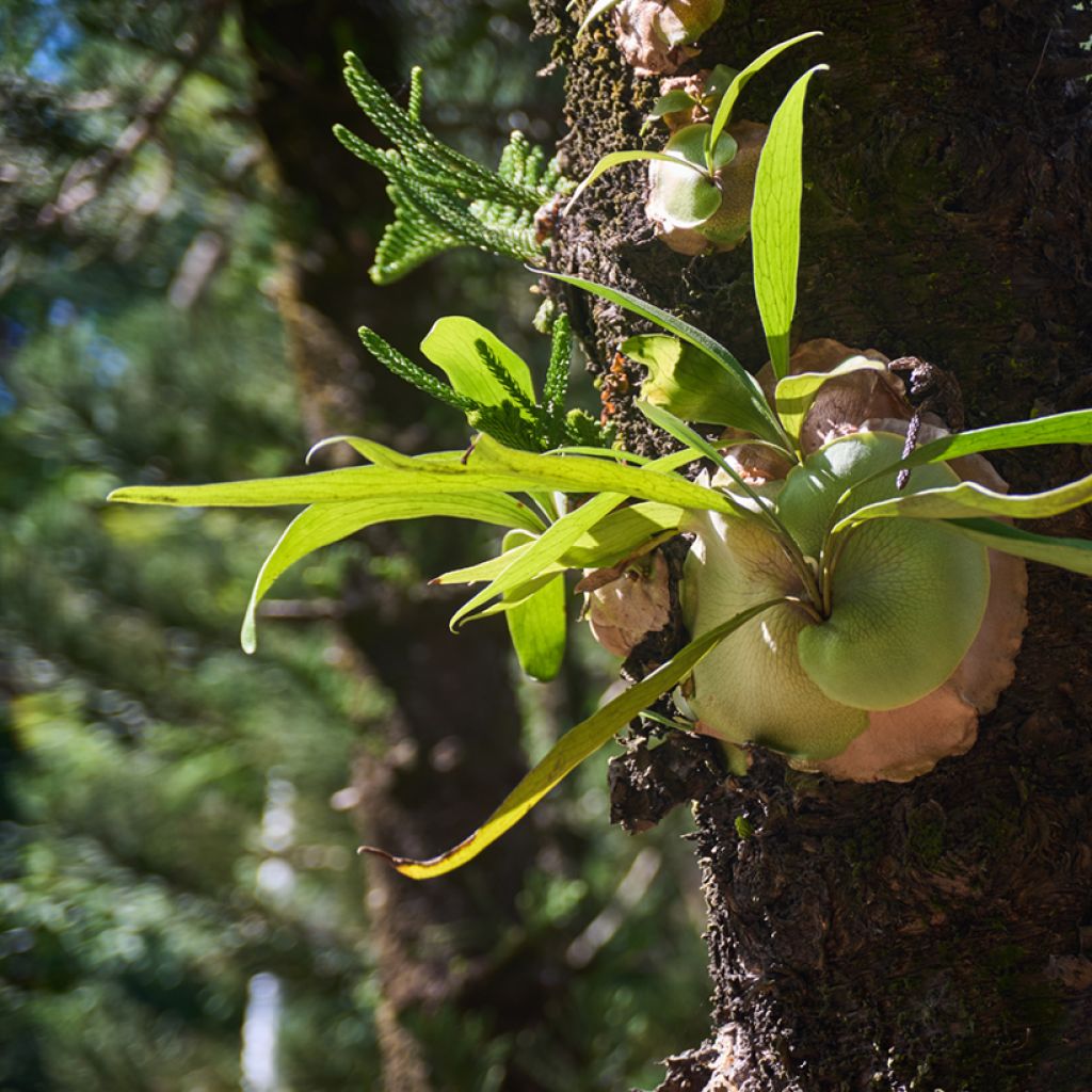 Geweihfarn - Platycerium alcicorne