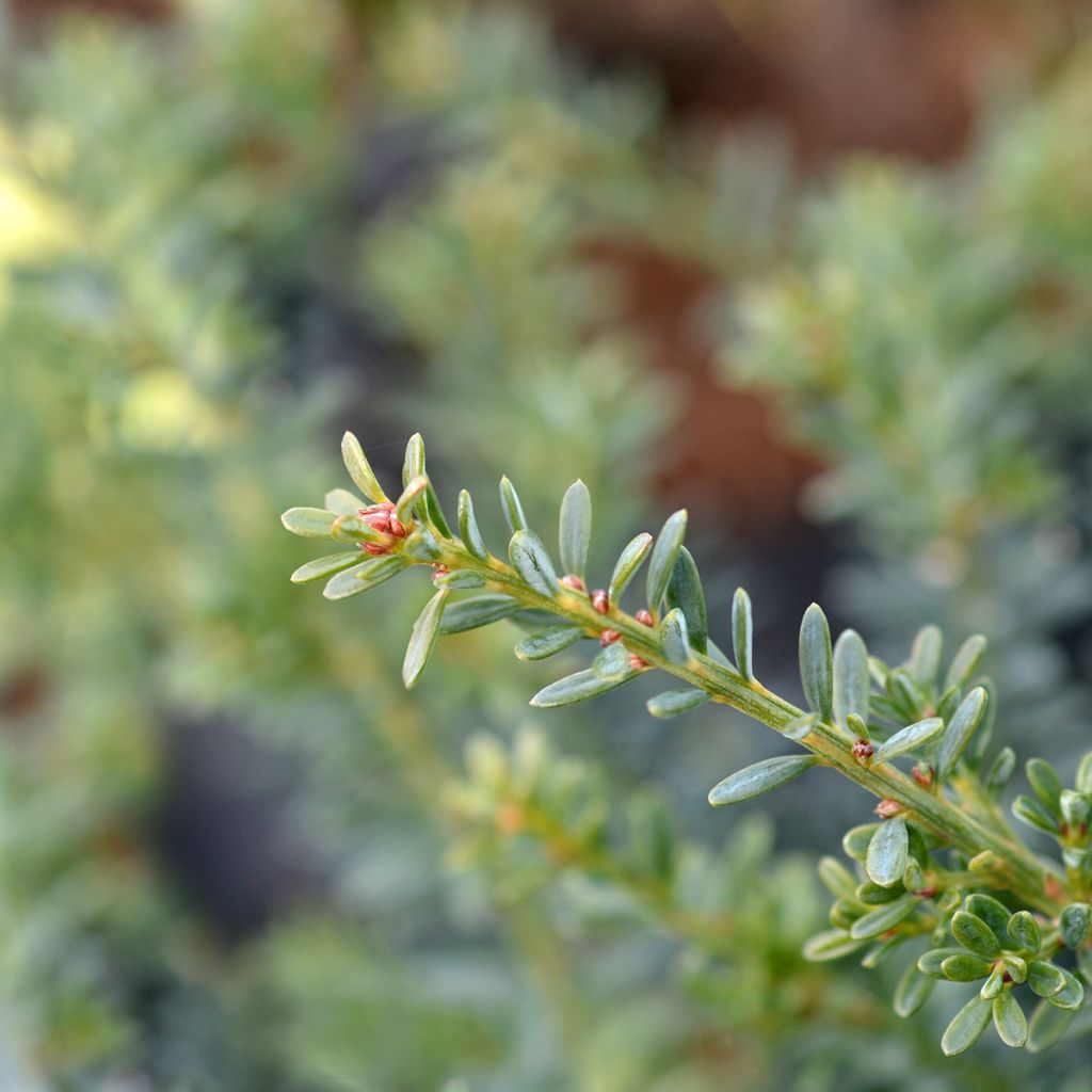 Podocarpus lawrencii Blue Gem - Steineibe
