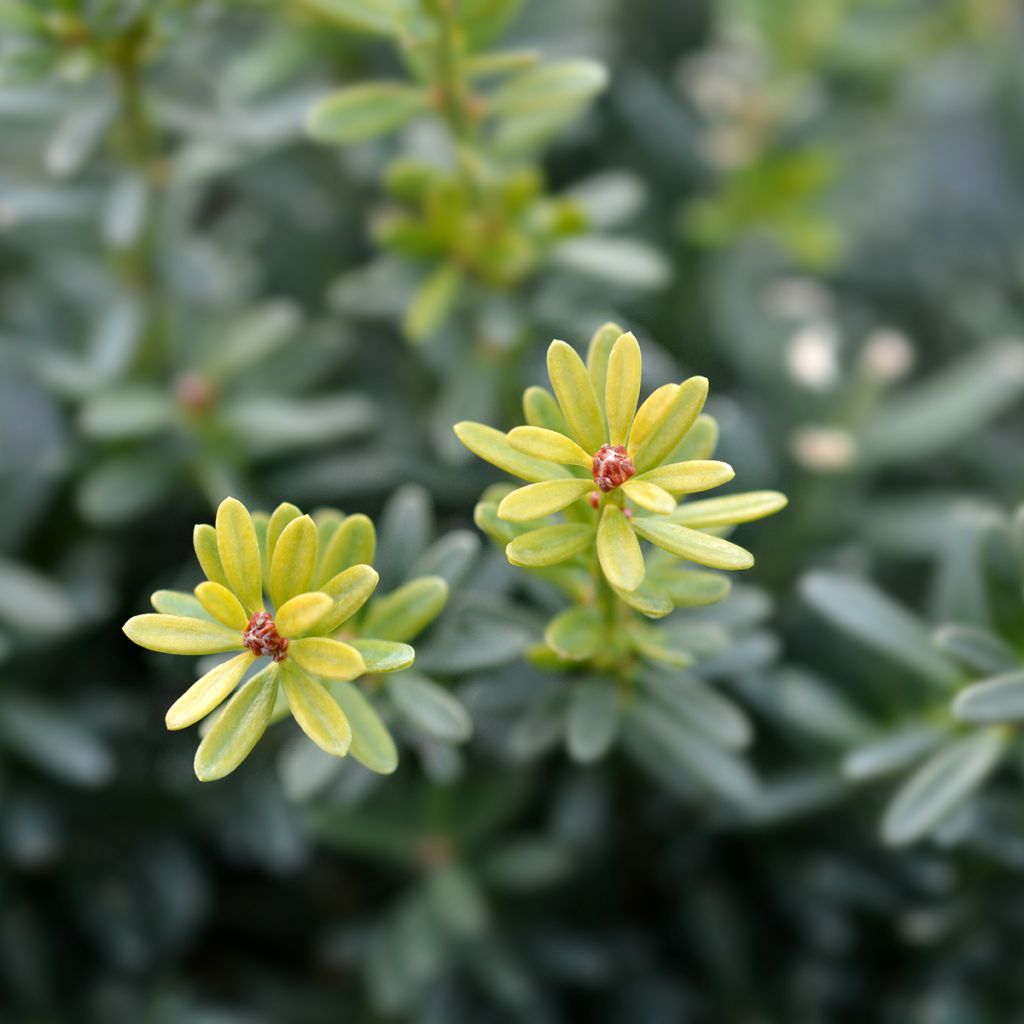 Podocarpus lawrencii Blue Gem - Steineibe