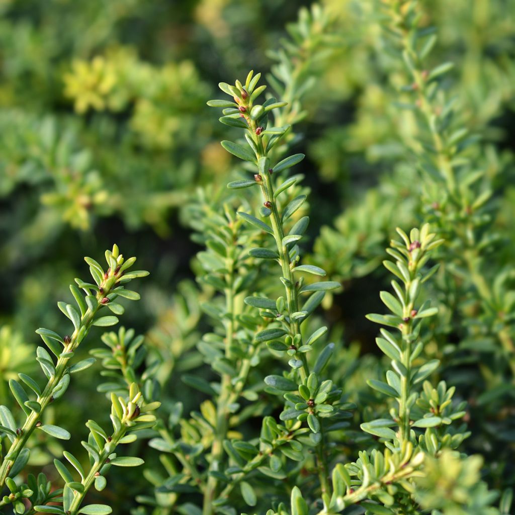 Podocarpus lawrencii Blue Gem - Steineibe