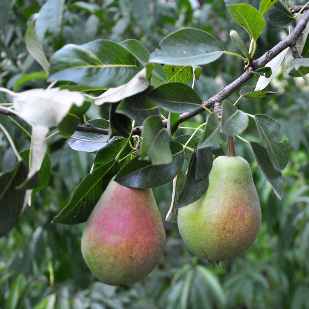 Birnbaum Précoce Morettini Bio - Pyrus communis