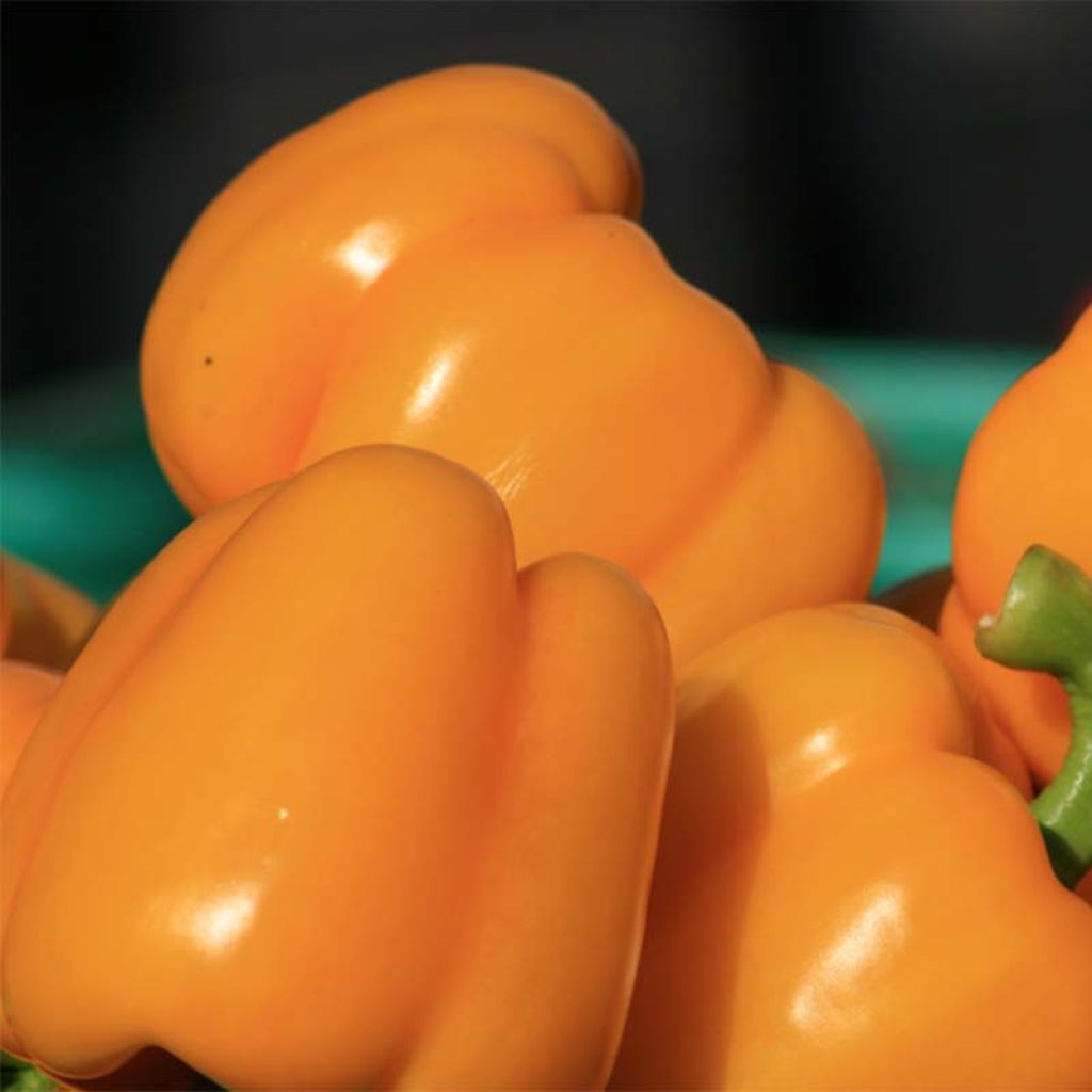 Paprika Ariane