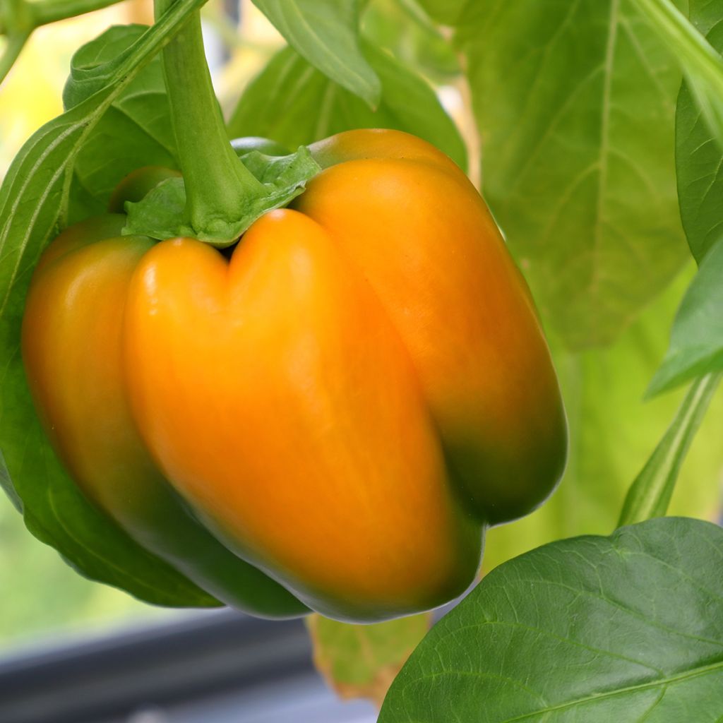 Paprika Ariane