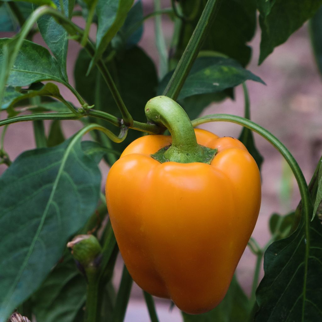 Paprika Milena