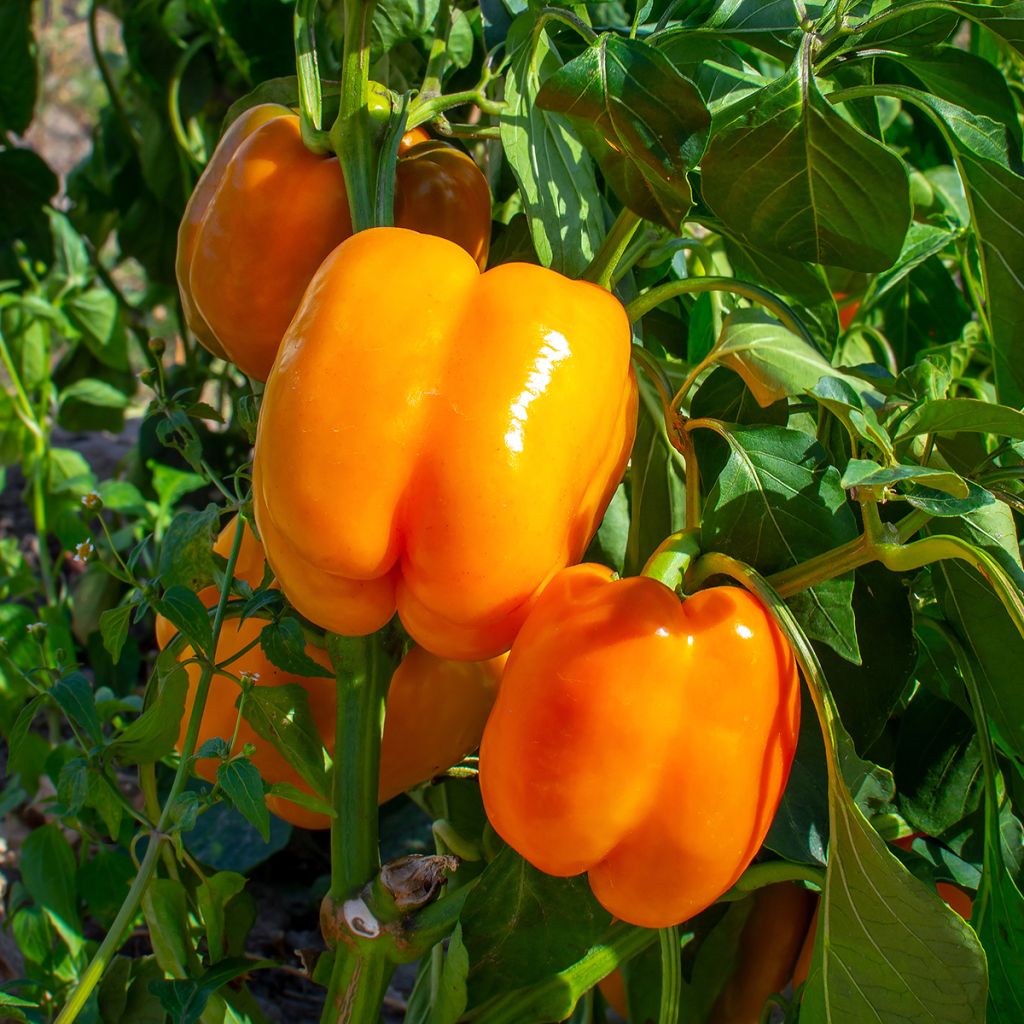 Paprika Gourmet