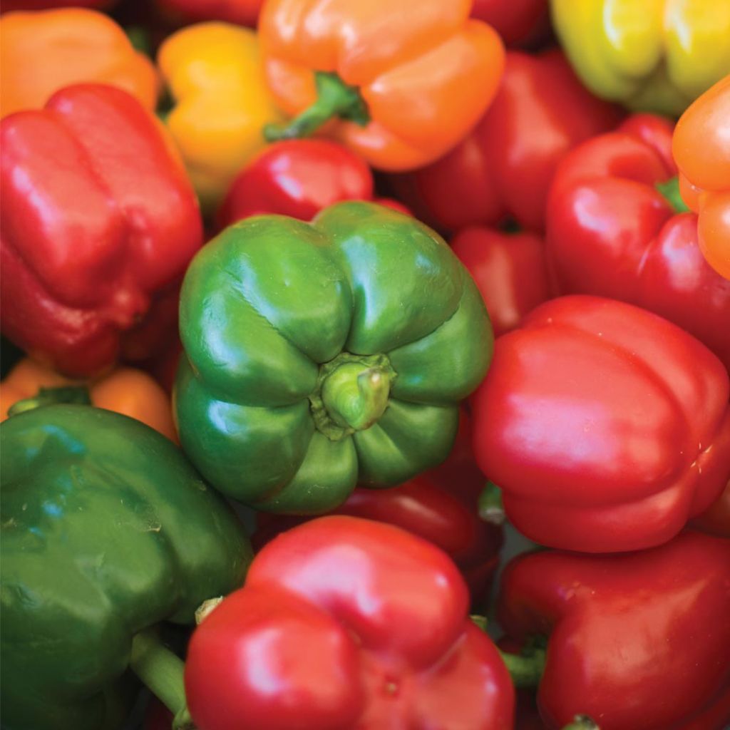Paprika Summer Salad Mixed