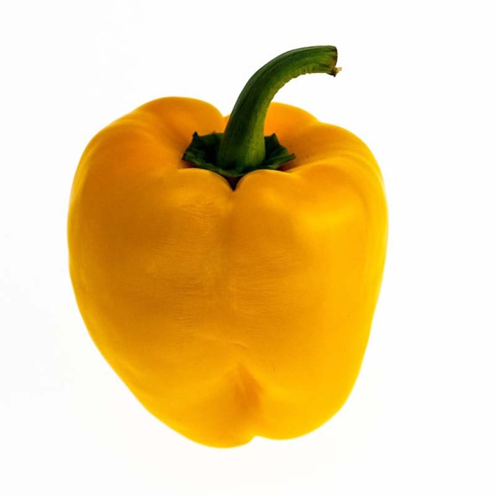 Paprika jaune Tenor F1 (Veredelt)