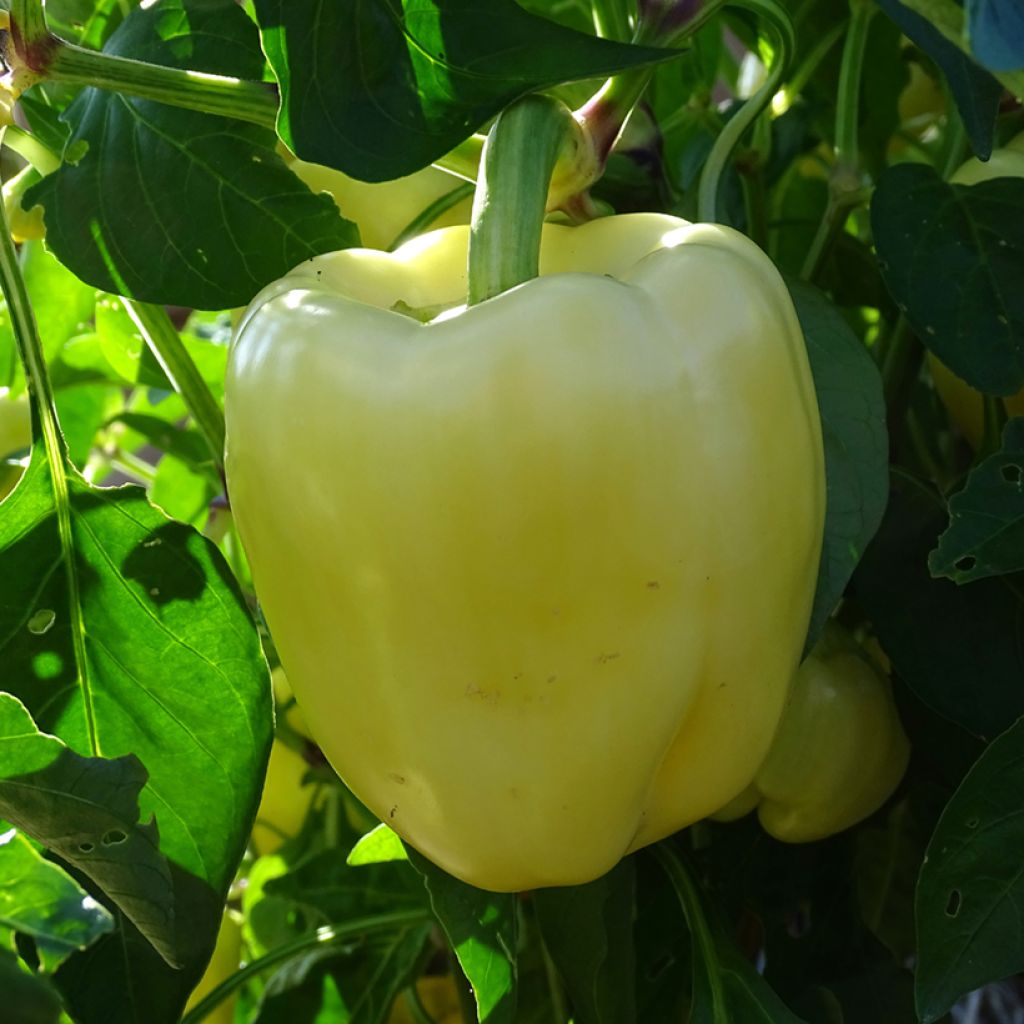 Paprika Bellkaro F1