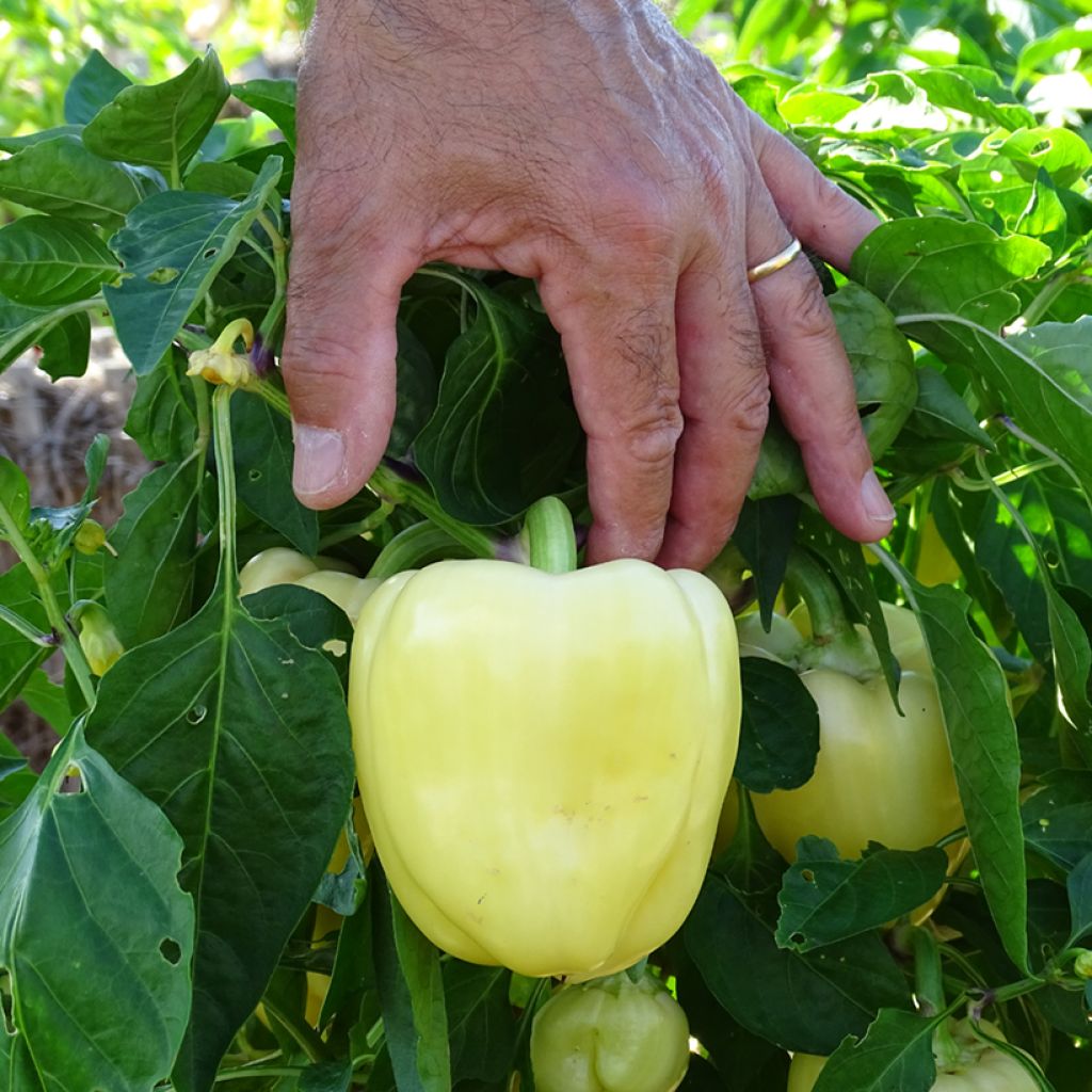 Paprika Bellkaro F1