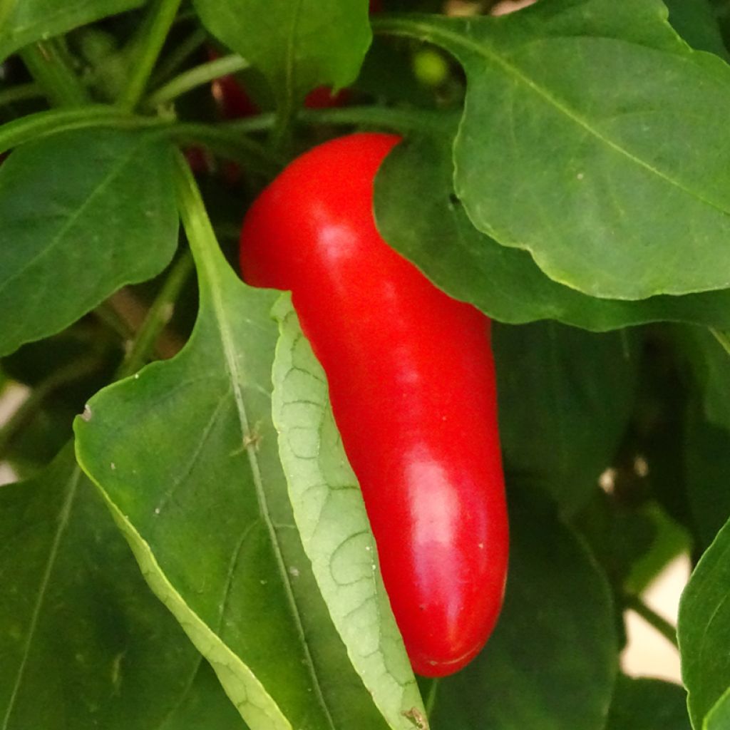 Paprika Snackor F1