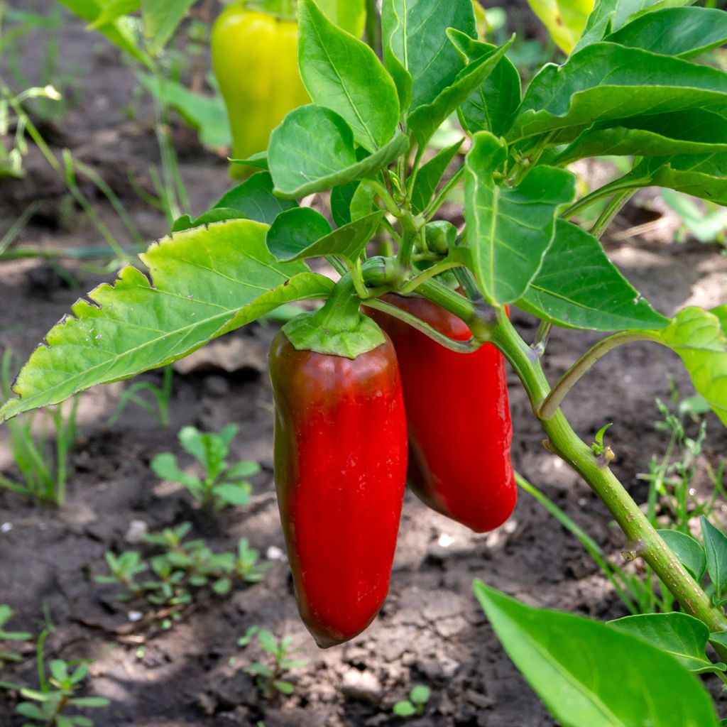 Paprika Lamuyo F1 (Pflanzen)