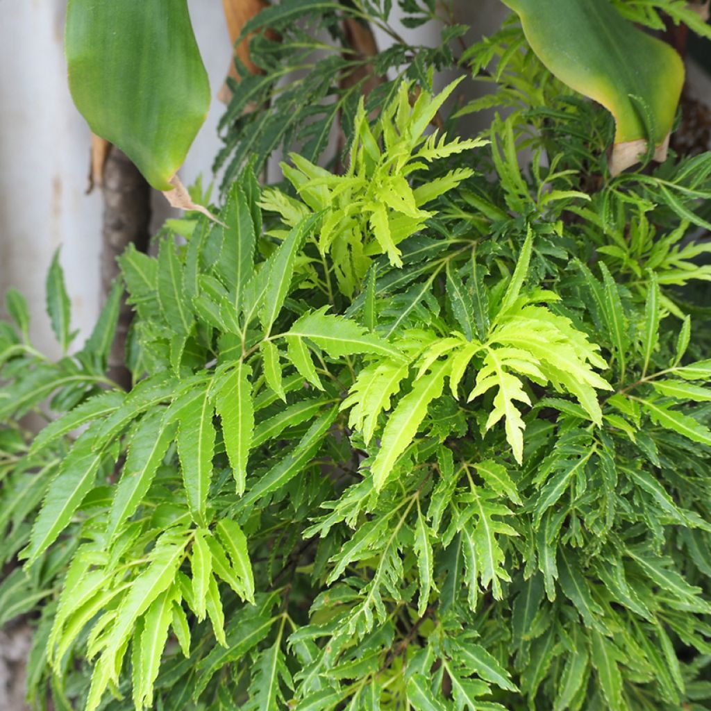 Polyscias filicifolia - Fiederaralie