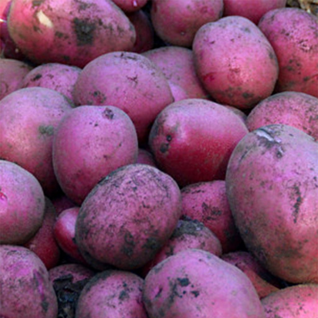 Kartoffel Magenta Love