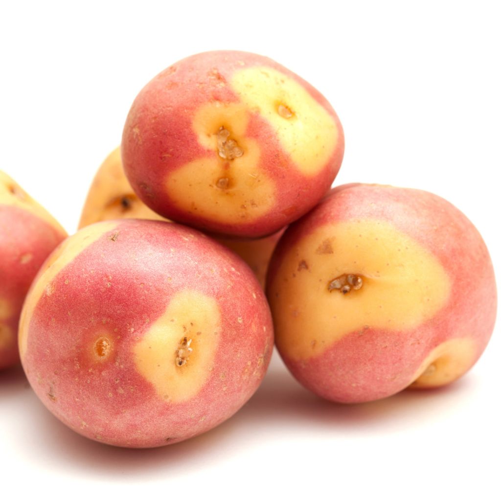 Kartoffel Miss Blush