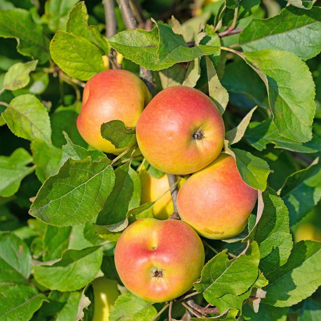 Säulenapfel Sonate cov - Malus domestica