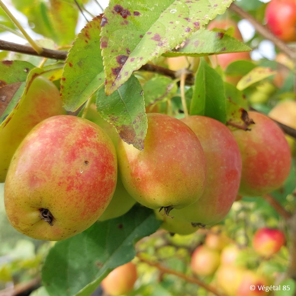 Asiatische Wildapfel - Malus sieversii