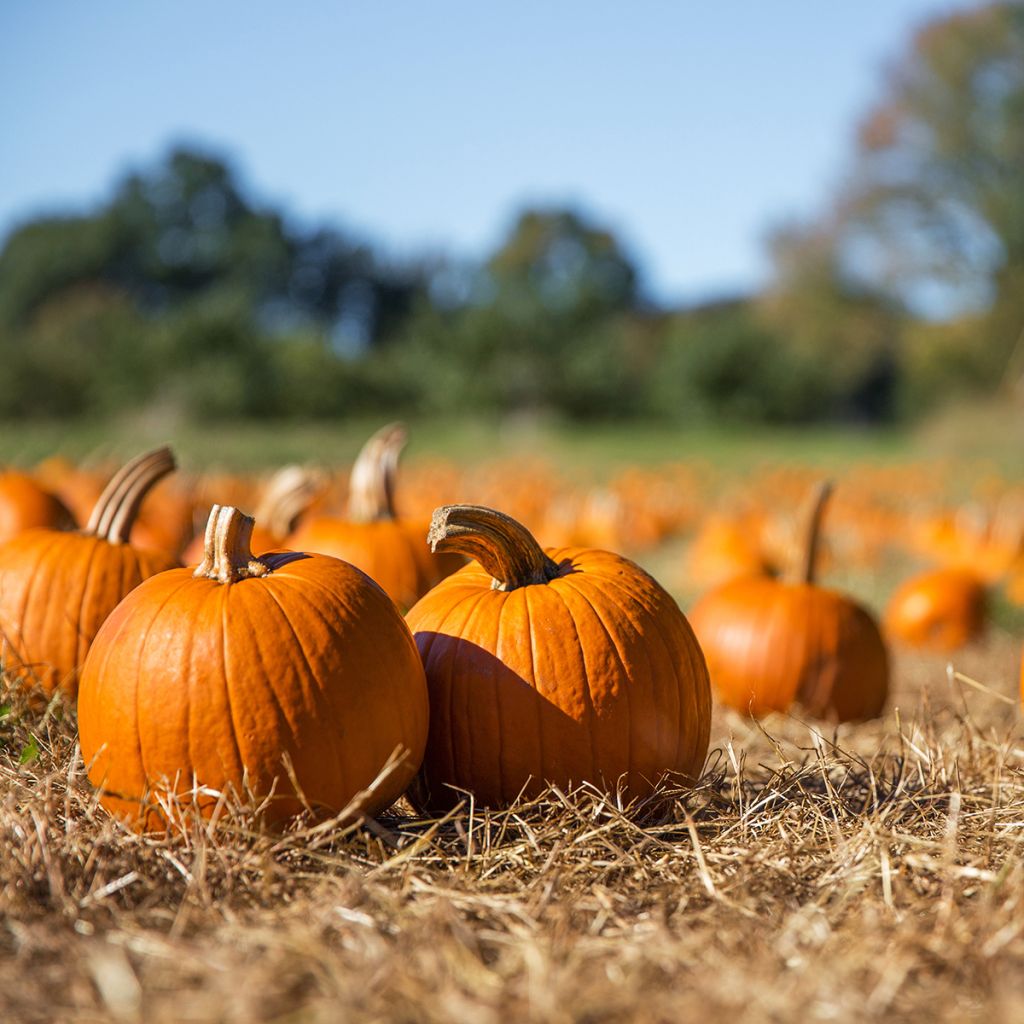 Kürbis Jack O'Lantern