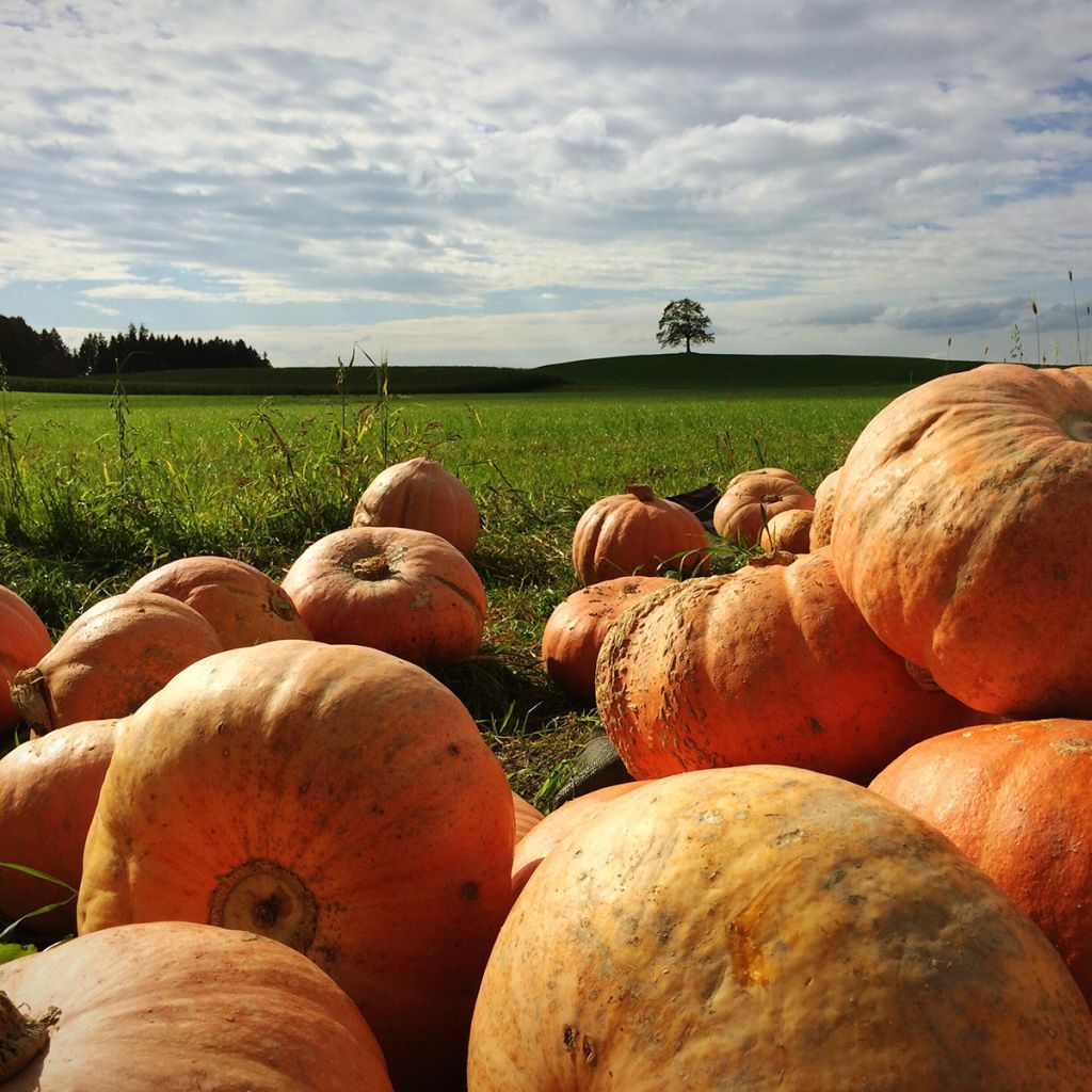 Kürbis Jack O'Lantern