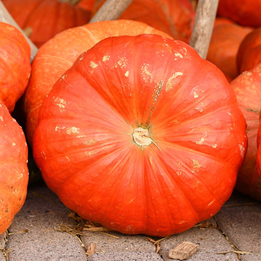 Riesen-Kürbis Rouge Vif d'Etampes Bio (Samen)