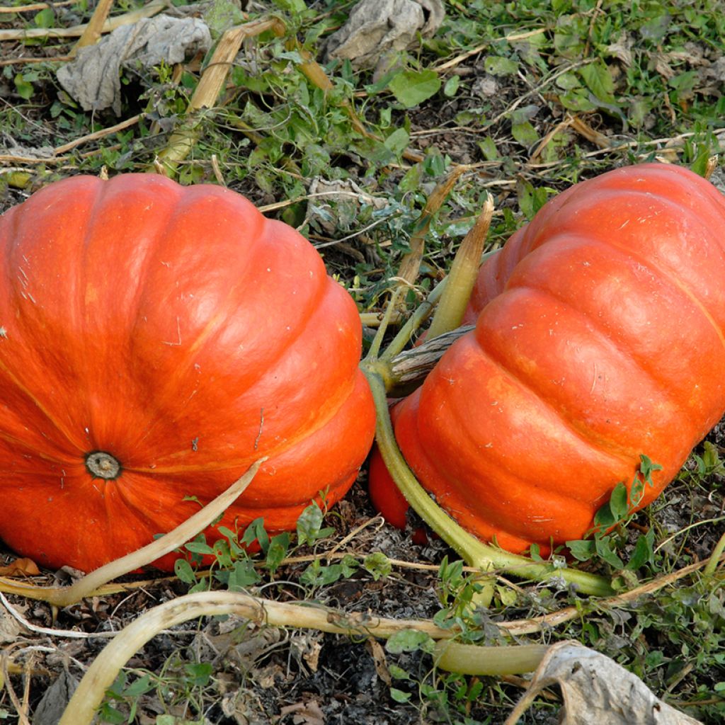 Riesen-Kürbis Rouge Vif d'Etampes Bio (Samen)
